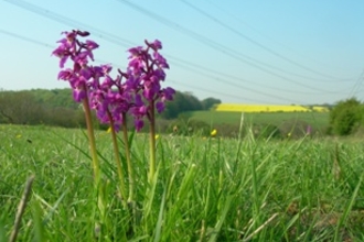 Early purple orchid Brockadale with blue skies and telephone lines in background