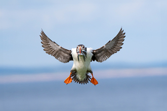 A flying puffin coming in to land with a beak full of sand eels