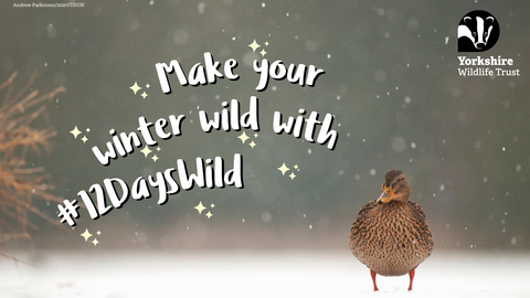 A duck on a snow covered ground with text overlay saying make your winter wild with #12DaysWild