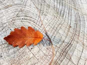 Oak leaf on wood