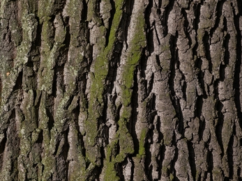 Oak bark