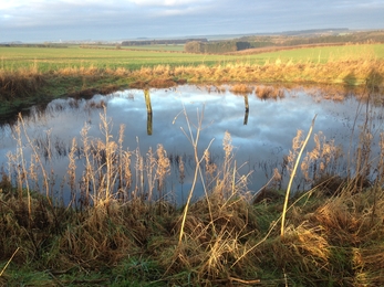 Yorkshire Wolds restored dew pond
