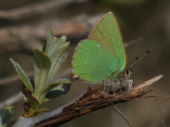 A bright green butterfly sits on a branch