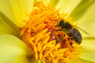 Honey Bee - Mister Electron via Flickr