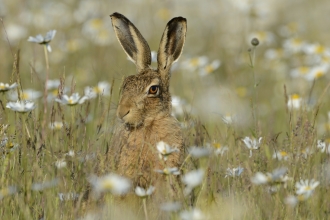 Brown hare © David Tipling/2020VISION