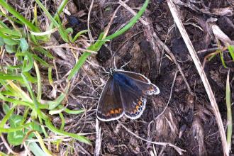 Common blue butterfly at Littleworth Park Credit Shelagh Bullimore