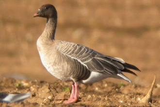Photo of pink footed goose