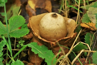Collared Earthstar © Andrew Thomson 2019