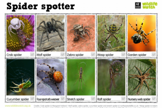 Spider spotter