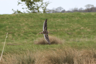 Snipe at Barmby on the Marsh wetlands