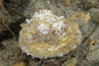 A common oyster, covered in seaweed and barnacles