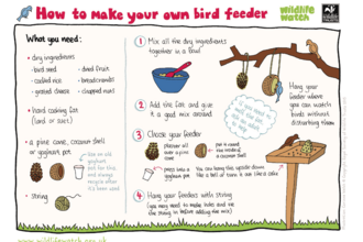 How to make your own bird feeder