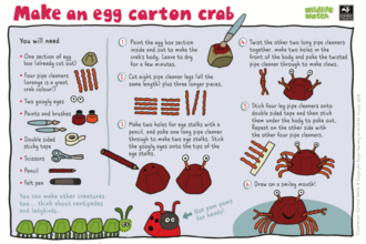 Make an egg carton crab