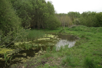 Pond with vegetation lying next to a field, trees in background