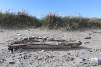Driftwood on the beach at Spurn with blue skies in the background