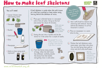 Instruction sheet to make leaf skeletons