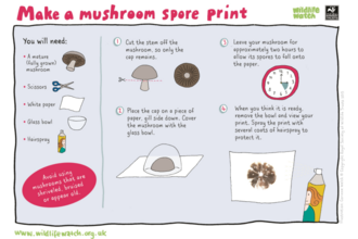 Instruction sheet to make mushroom spore prints