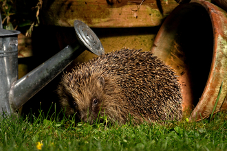 A hedgehog in a back garden