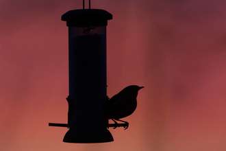  Robin on birdfeeder silhouetted by setting sun by John Hawkins