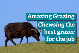 Amazing Grazing - Choosing the best grazer for the job