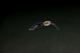 Daubenton's bat flying through the night sky