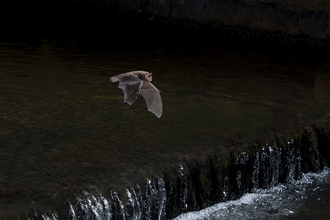 Daubenton's bat in flight at night over a river