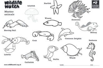 Sheet with various marine animals that can be downloaded and coloured in