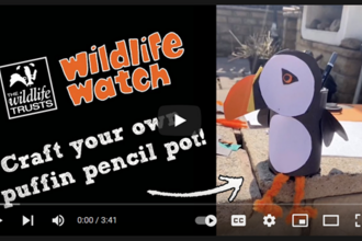 Screenshot of puffin pencil pot youtube video