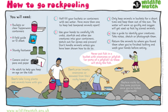 Downloadable sheet with instructions on how to go rockpooling