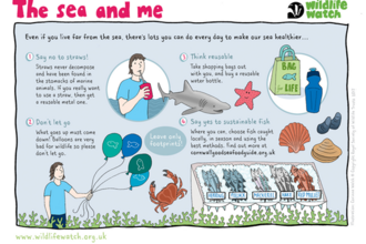 Fact file called the sea and me which outlines four ways to help make seas healthier