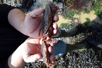 Species of crabs in North Sea