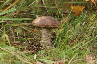 Brown birch bolete mushroom surrounded by grass