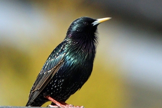 Close-up shot of a starling against a yellow background