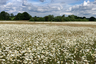 A meadow filled with wildflowers at Staveley nature reserve