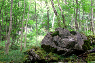 A moss covered boulder in a dense, green woodland. Photo by Jono Leadley