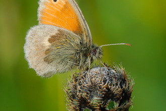 A small heath butterfly perched on a flower. Photo by John Bridges