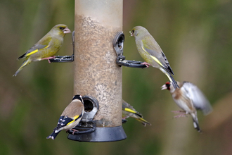 Finches on a bird feeder