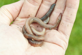 Earthworms in the palm of a hand
