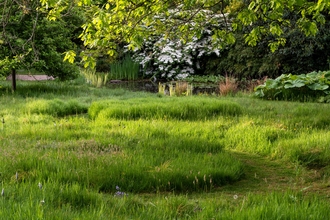 A lawn with long grass under the shade of a tree
