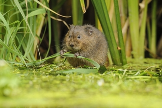 Water vole tucked into reeds holds a blade of grass