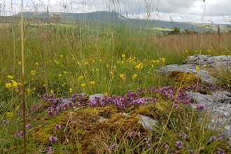 Wild thyme and common rock rose growing on a hill side.