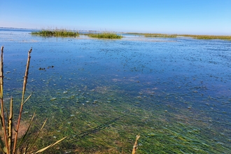 View of seagrass in the sea on a clear blue day.