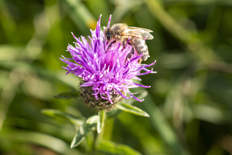 Honey bee, Weybeck's pasture - TOS Volunteer Sara