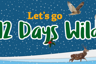 Illustration of a winter scene with the words let's go 12 days wild