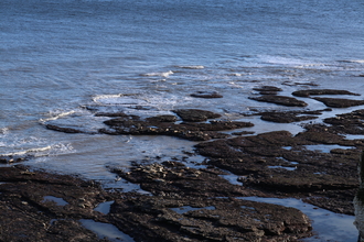 Seals hauled out on the rocks on a coastal shore