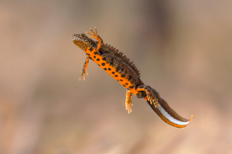A great crested newt floating in crystal clear water