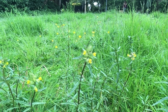 on the ground shot of a meadow created in a community, it has little yellow wildflowers in amongst the green grass