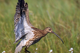 A curlew landing in a grassy meadow