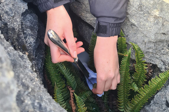 A closeup of one of our conservationists spraying spraying  fern spores into pavement cracks at Ingleborough.