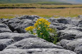 In the foreground a yellow flower is growing out of a limestone pavement. In the background is a view of Ingleborough.